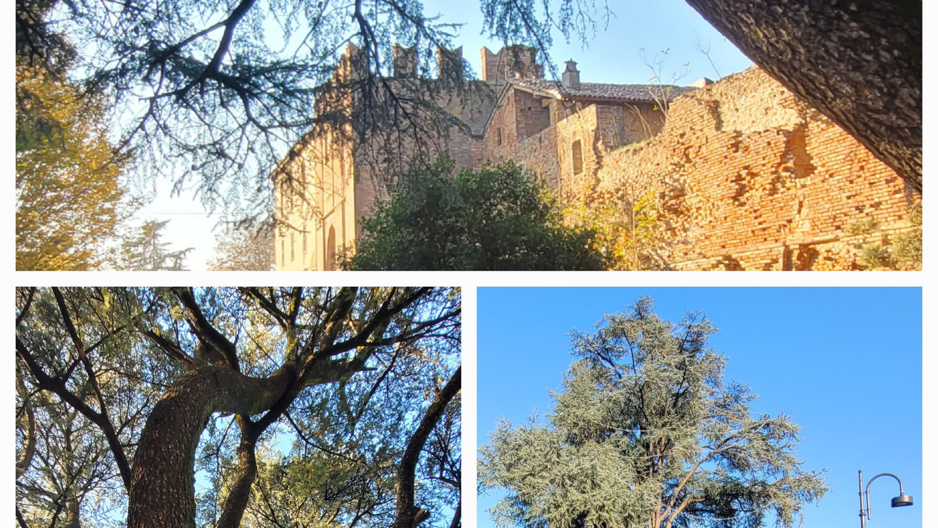 Due maestosi cedri dell'Atlante pregio della piazza di Sarmato