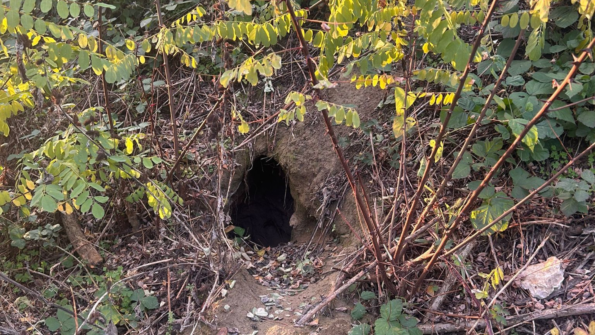 Muradolo, quattro grosse tane di nutrie negli argini del Riglio