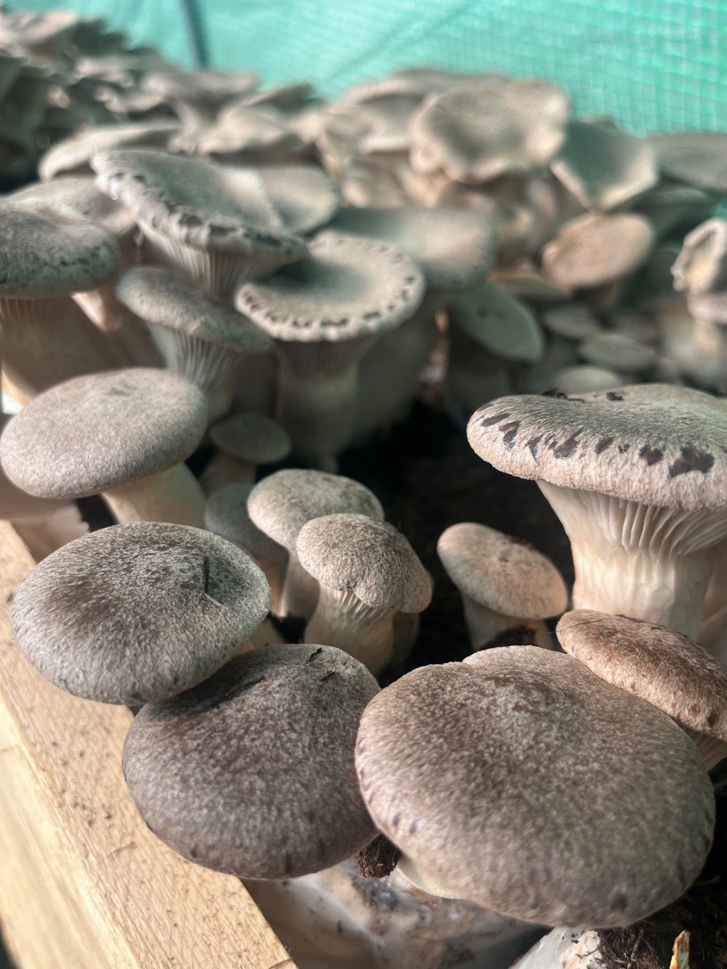 I funghi Cardoncello