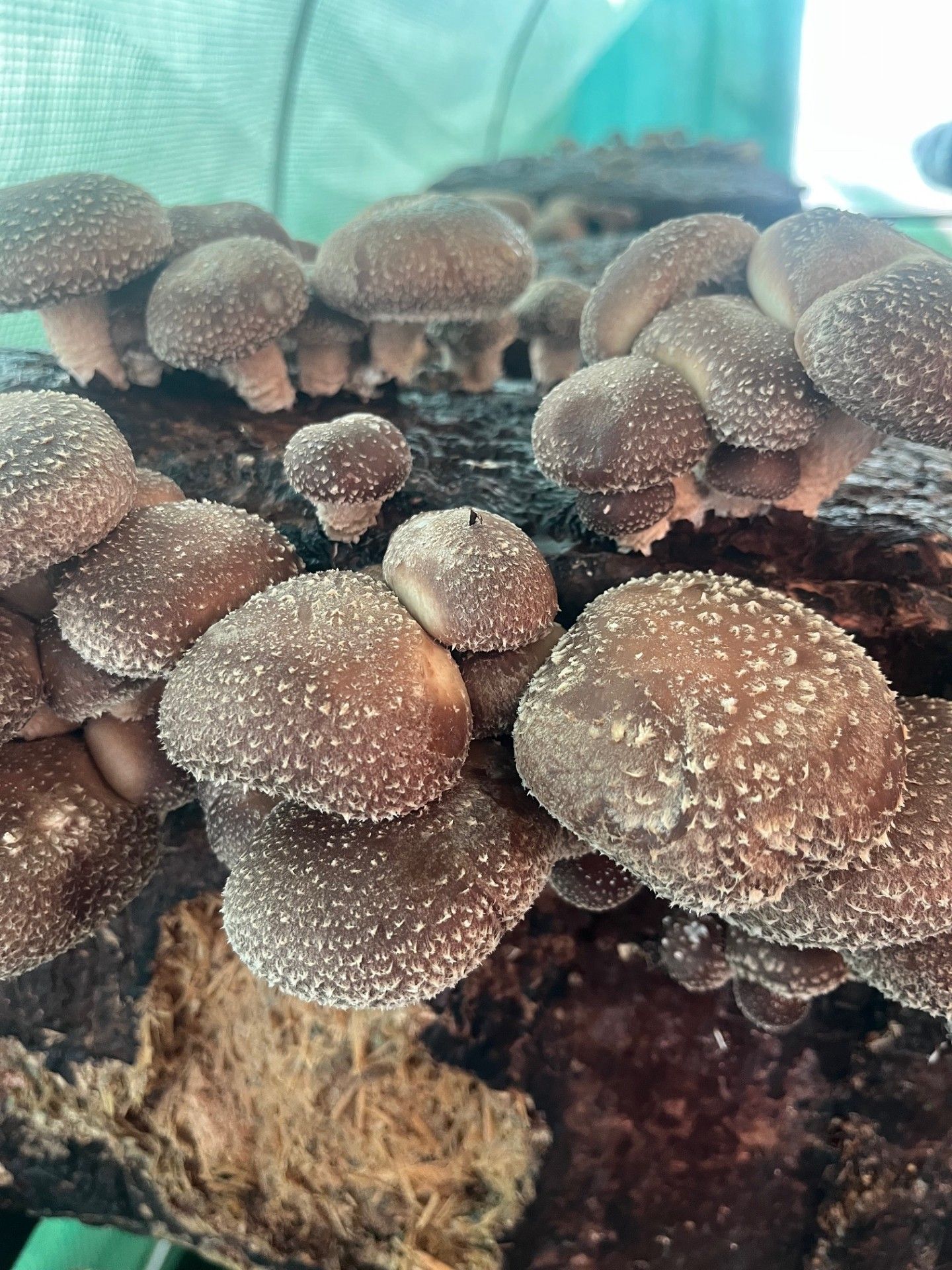 I funghi Shiitake