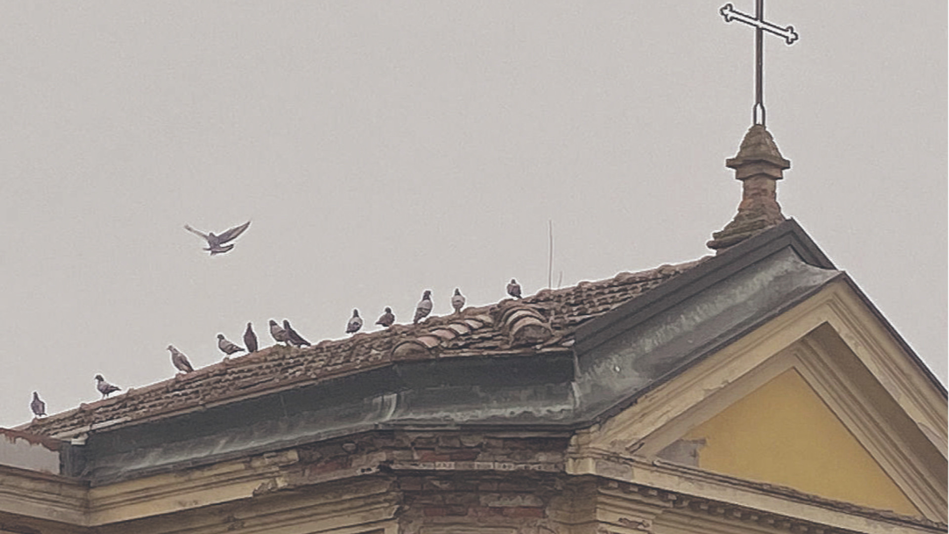 Aperti gli spari al cimitero: nel mirino ci sono i piccioni