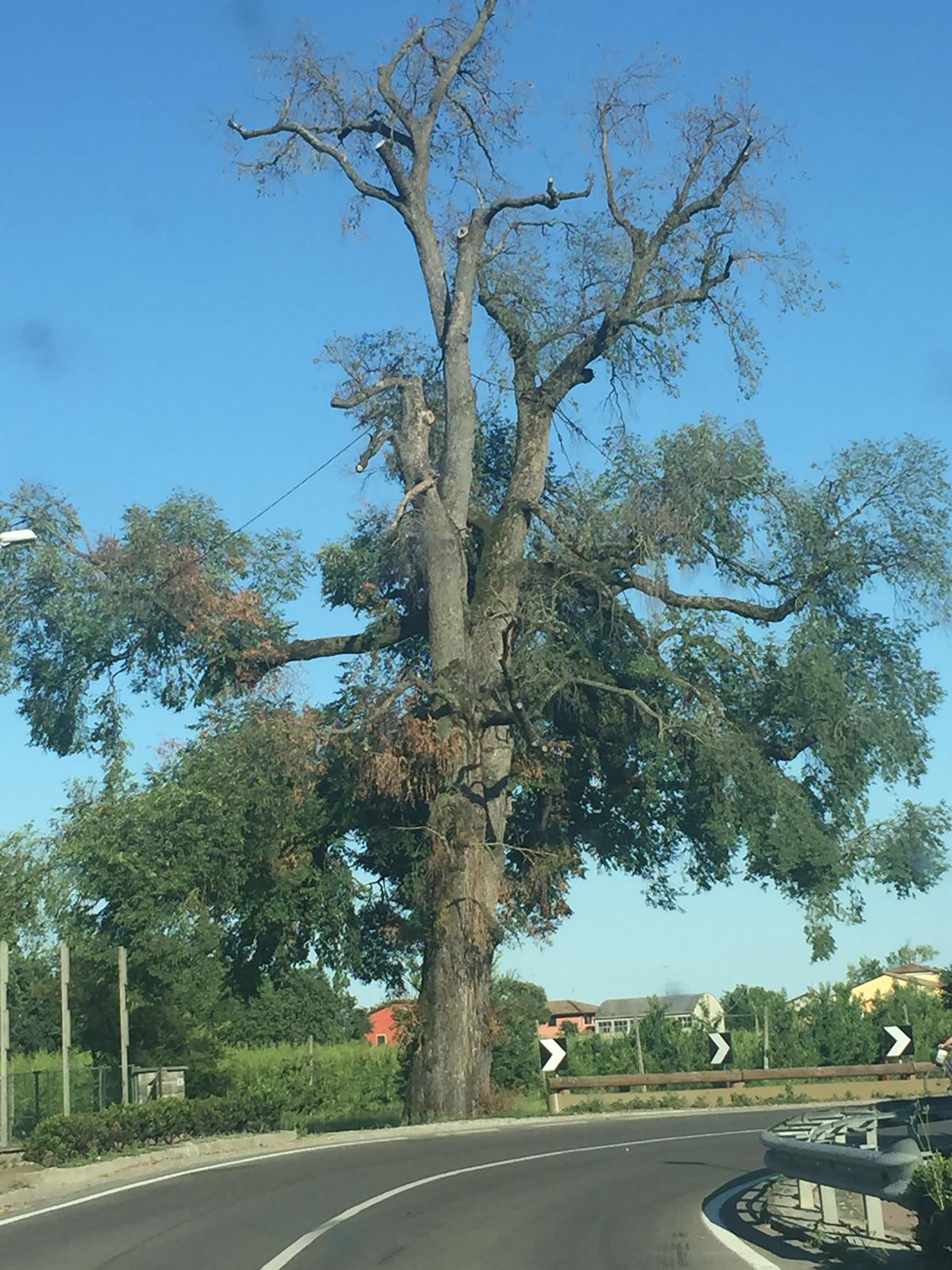 L'olmo monumentale di Villanova sull'Arda qualche anno prima dell'abbattimanto (luglio 2021)