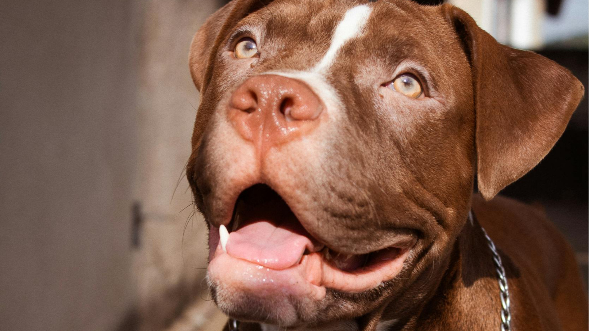 Pitbull abbandonato in casa per un mese, è morto