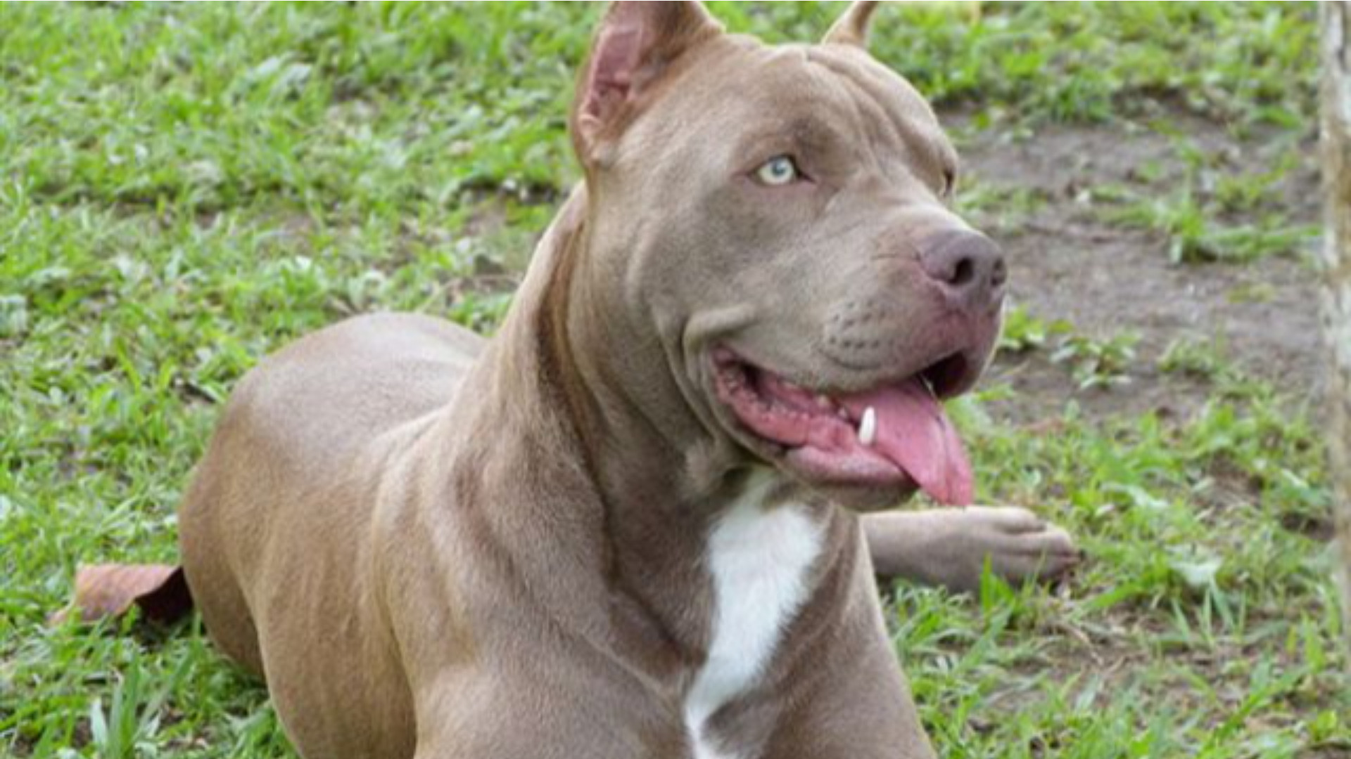 Pitbull morto, Oipa denuncia il suo proprietario