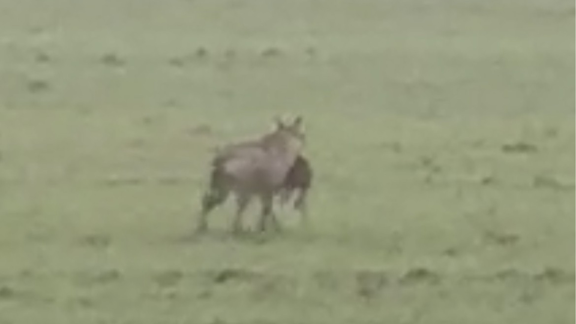 A Gazzola è "tempo da lupi", a spasso con in bocca una nutria