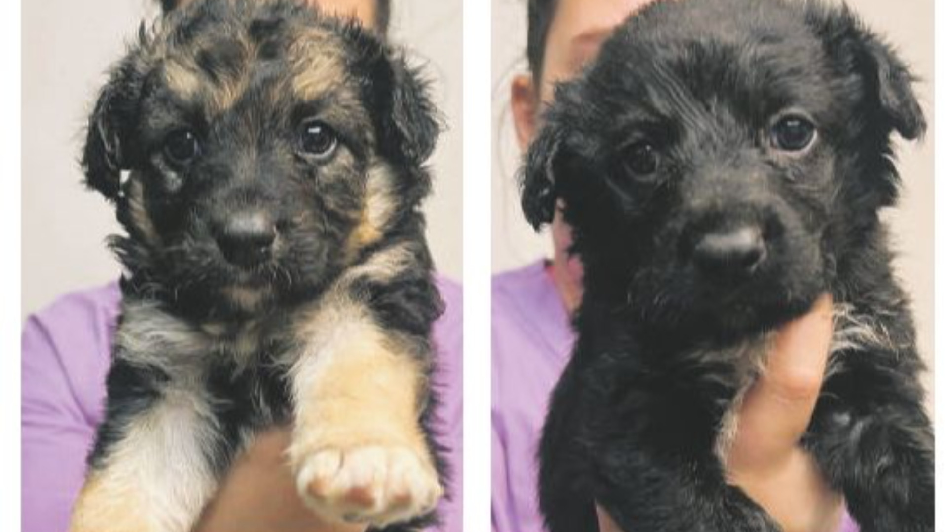 Alcuni degli otto cuccioli ritrovati in uno scatolone a Borgotrebbia