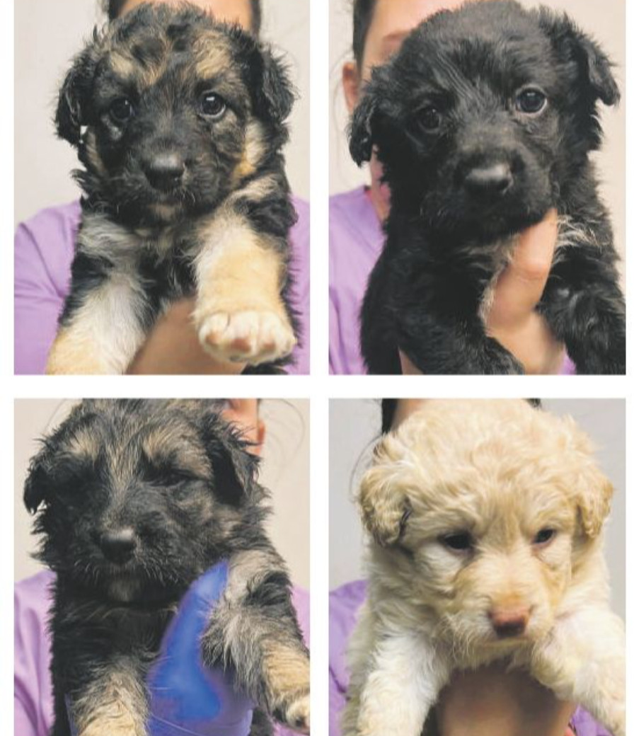 Salvati in extremis otto cuccioli abbandonati. Ora cercano una famiglia