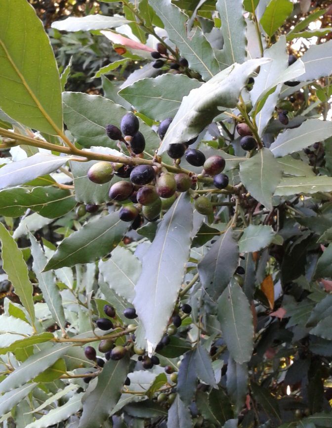 Le bacche rosse dell'alloro