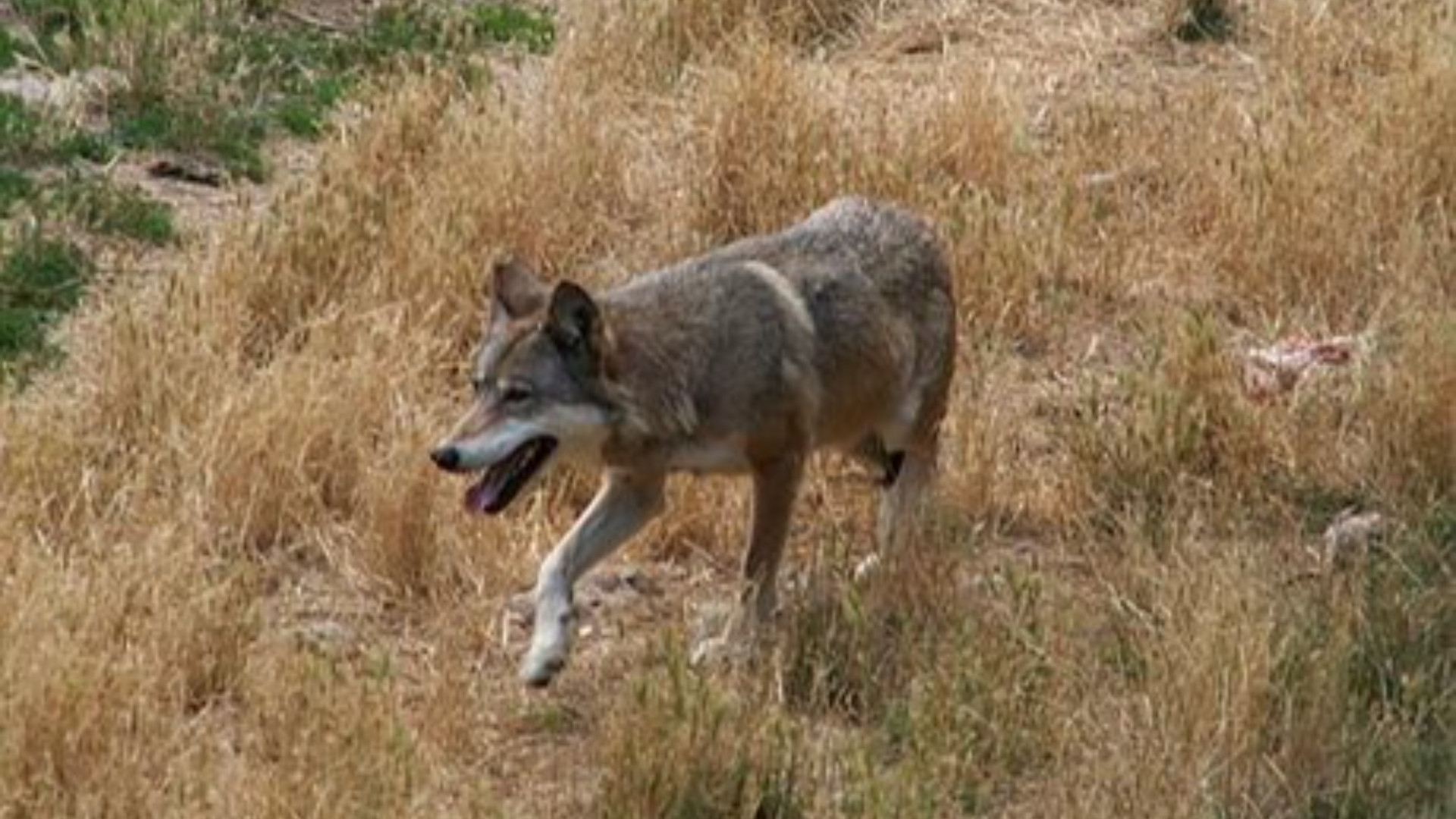 Troppe aggressioni, a Farini firme per la caccia al lupo