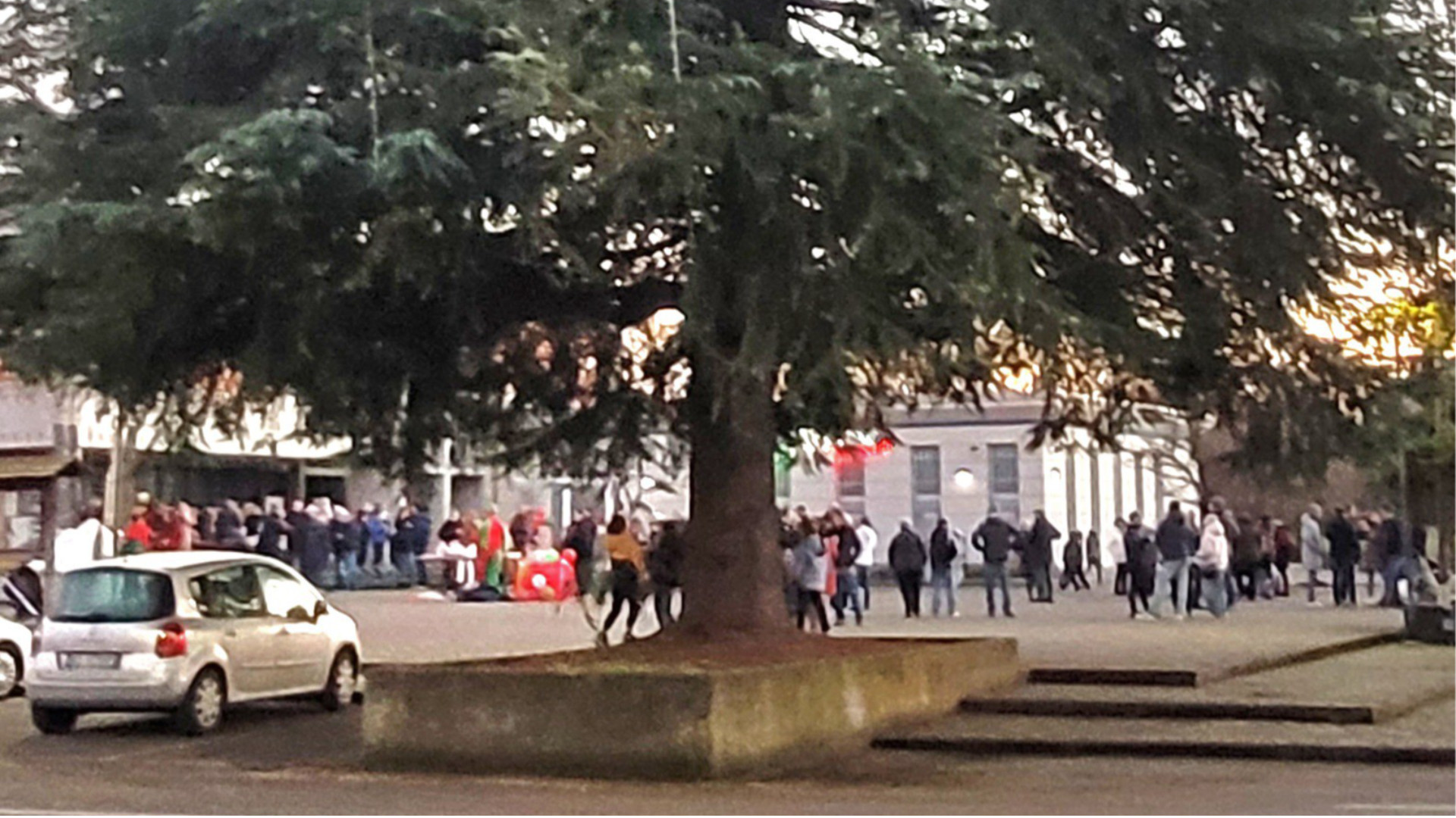 Il cedo dell'Himalaya in piazza a Vigolzone - © Libertà/Dea De Angelis