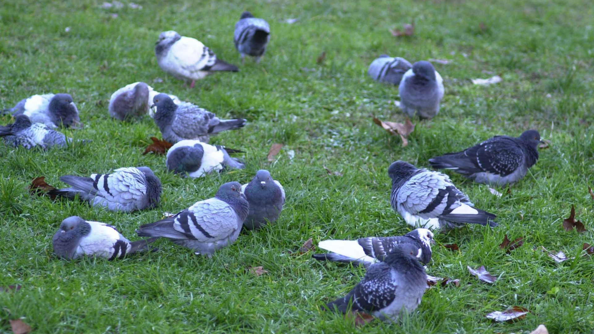 Cortemaggiore, 180 piccioni soppressi «e adesso le trappole»