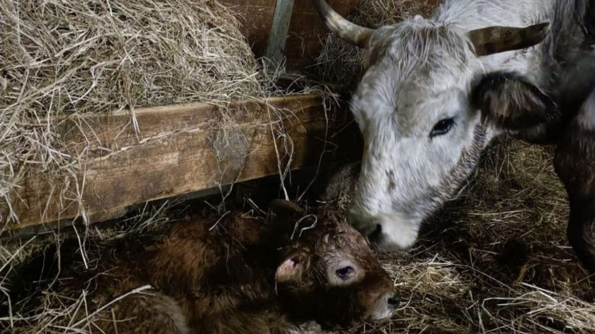 Fare gli assessori in montagna: nasce il vitellino, stop in giunta