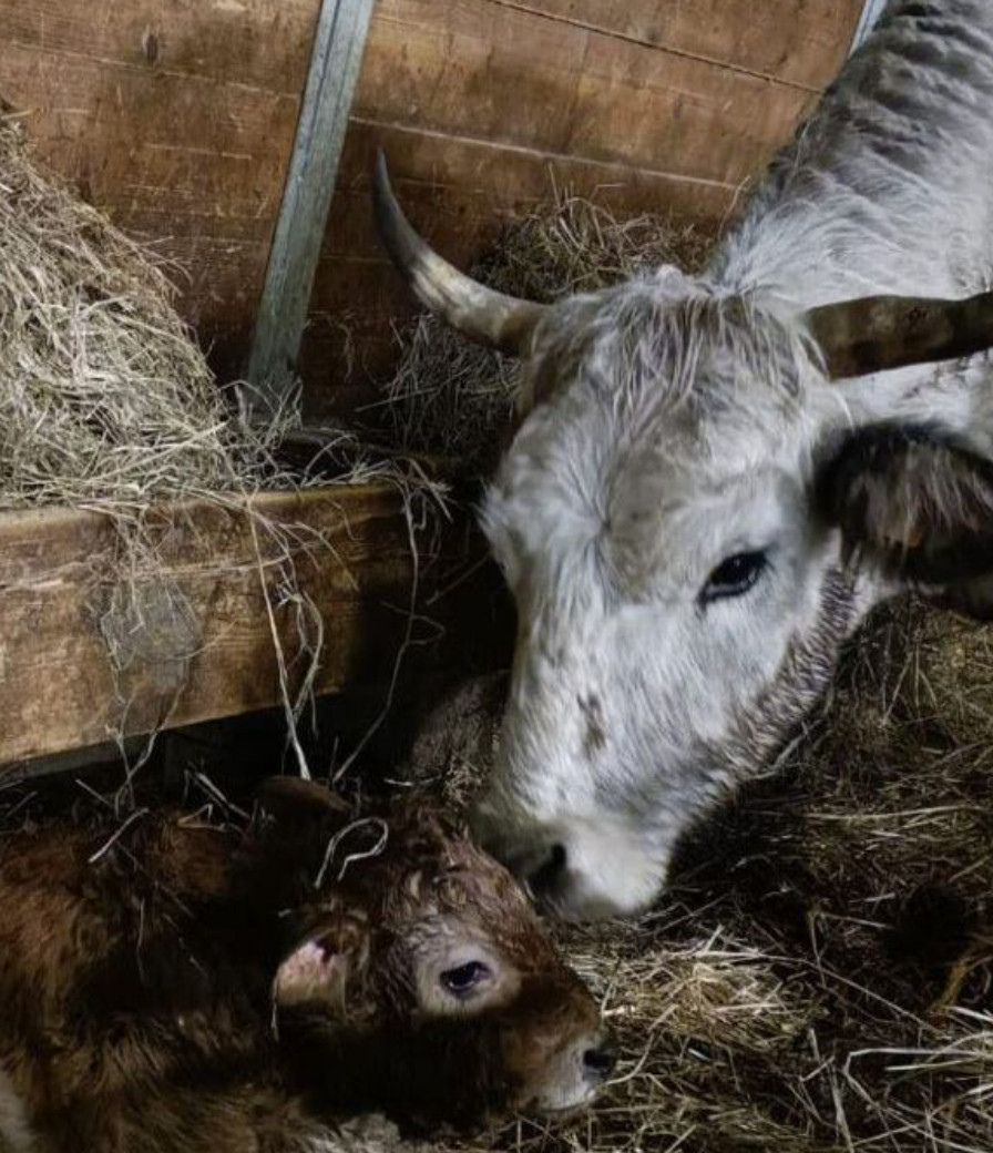 Fare gli assessori in montagna: nasce il vitellino, stop in giunta