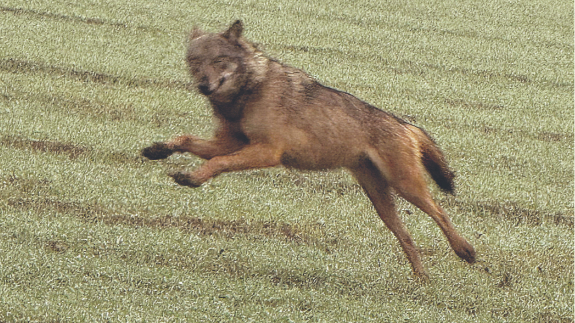 lupo niviano malacalza