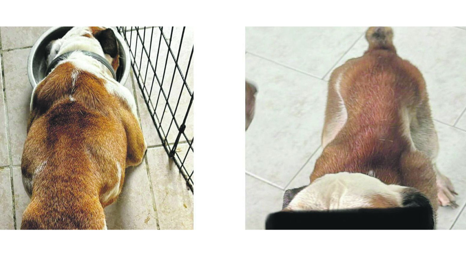 Due cani morti su tre: coppia di Castelvetro denunciata dalla Lav