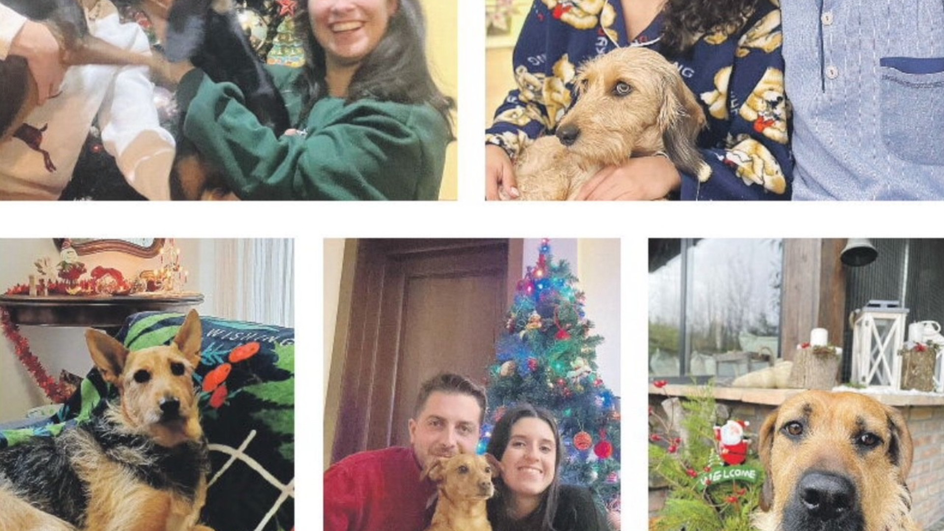 Al Canile meno abbandoni e più adozioni, il primo Natale a casa di chi ha fame d’amore