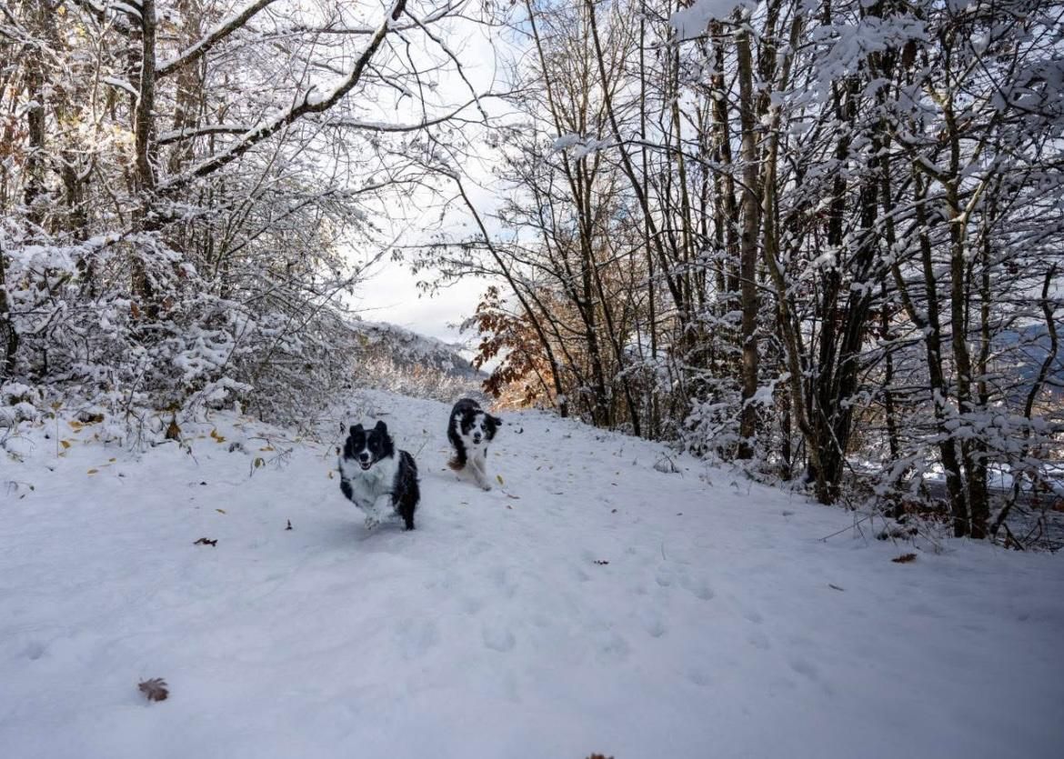 Boccolo Noce di Farini