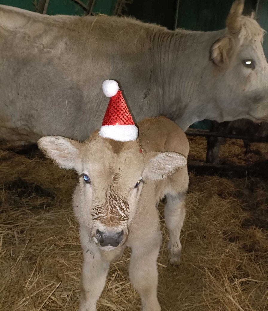 Il vitellino nato in una stalla di Ozzola si chiama Giunto