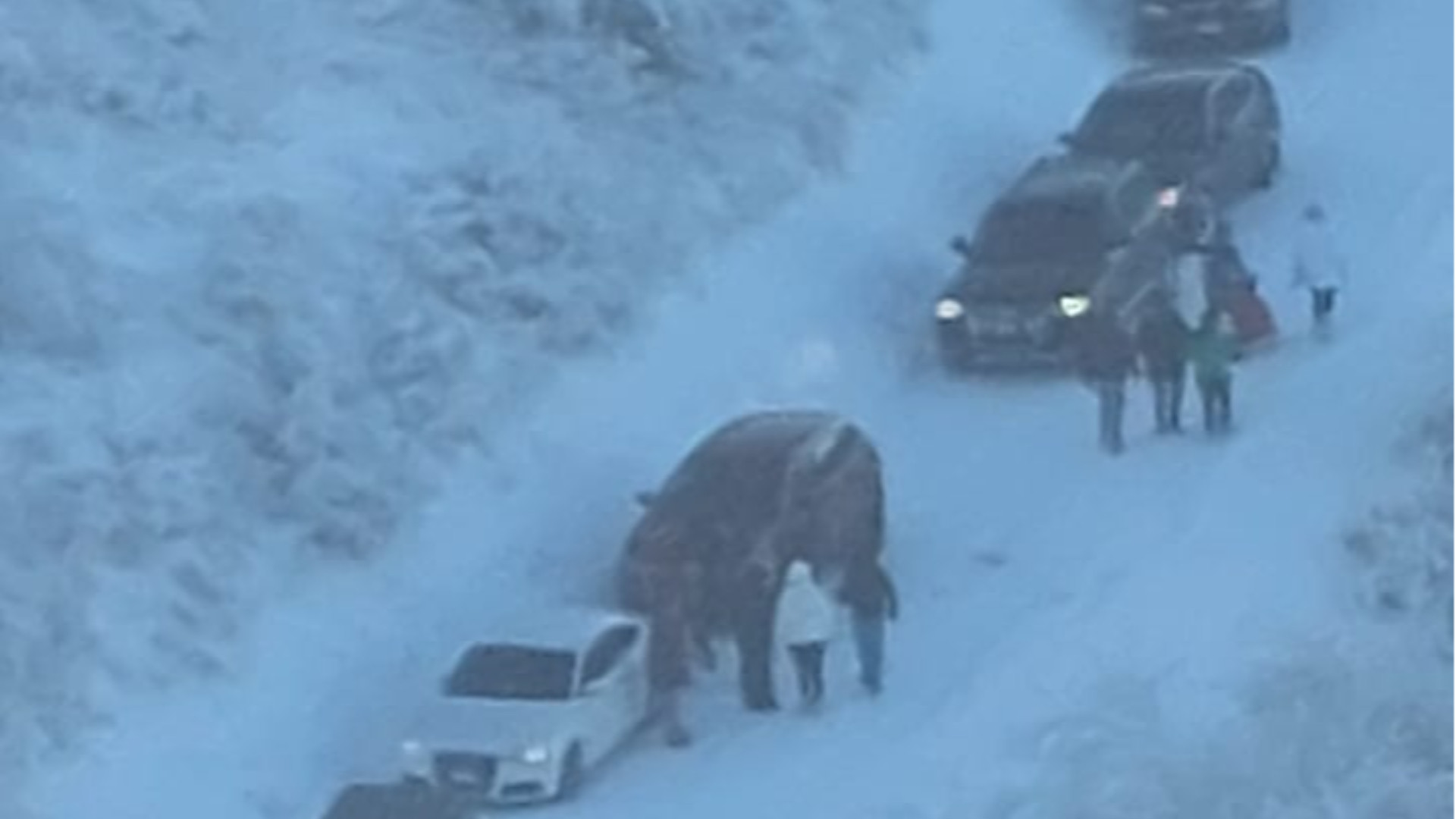 Tentano di "arrampicarsi" sul Penice con le gomme lisce