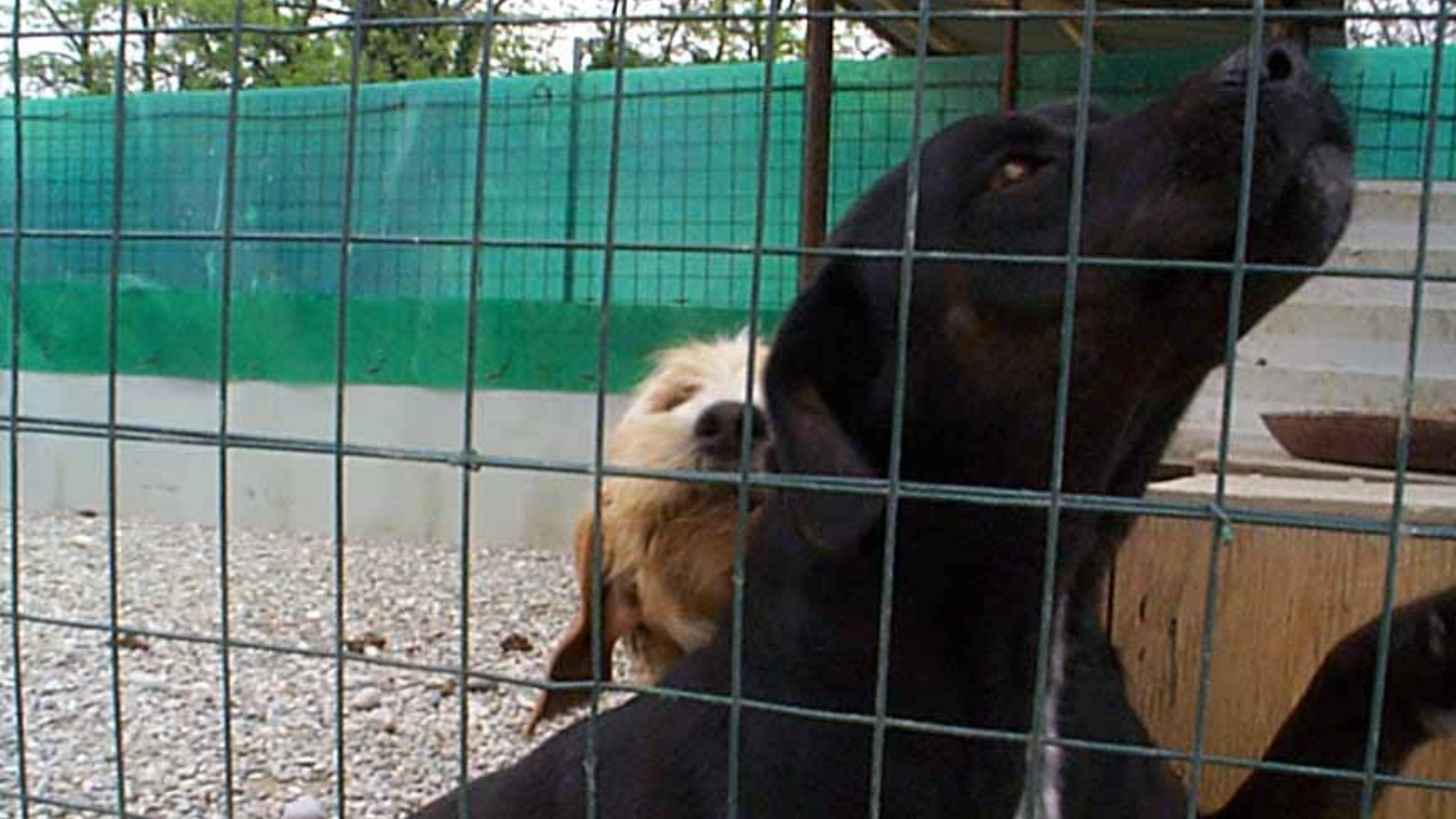 Canile, ecco il bando: novecentomila euro per tre anni