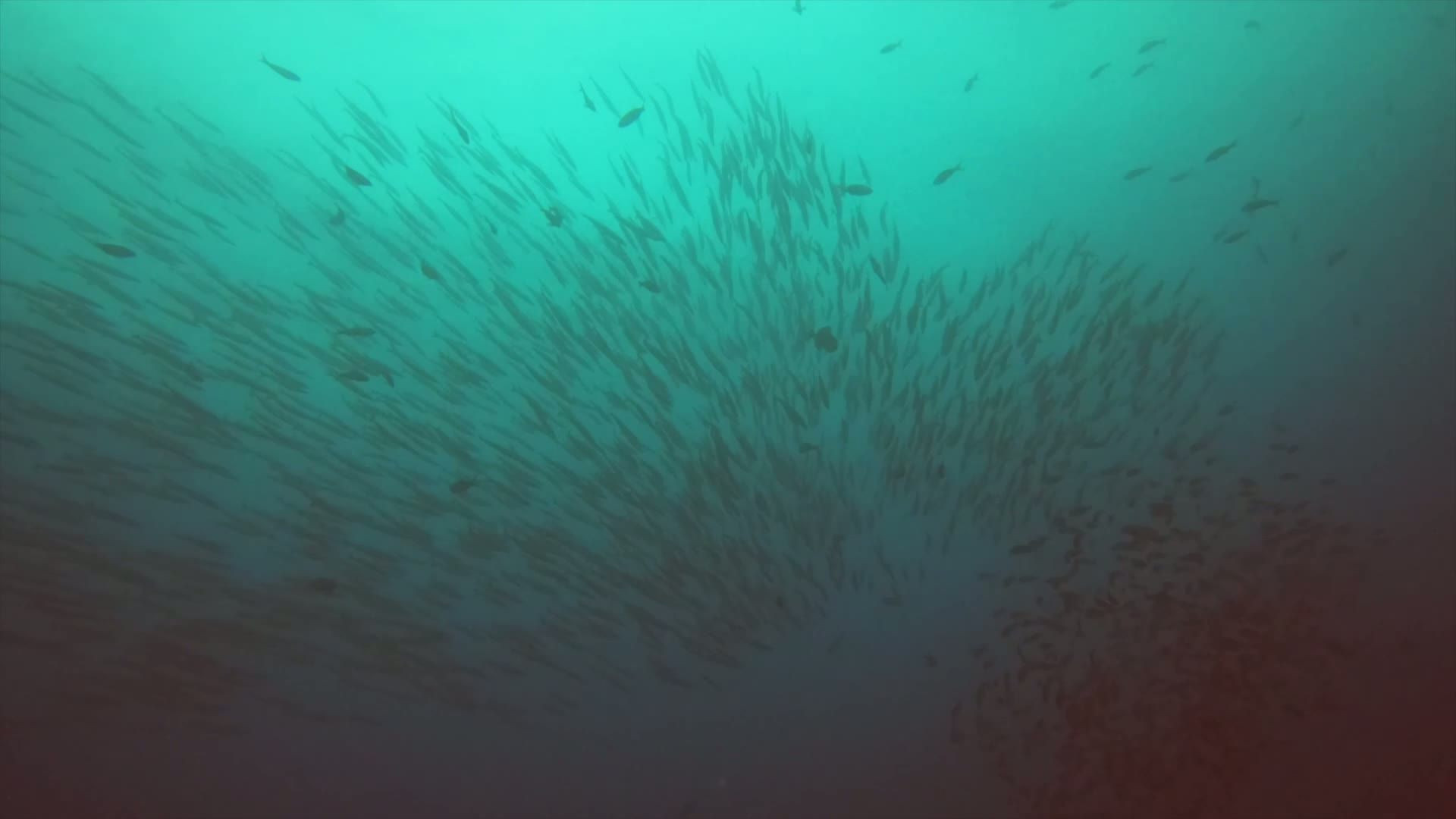 Nel 2026 c'è un pianeta da salvare, l'appello dalle Galapagos (Il video)