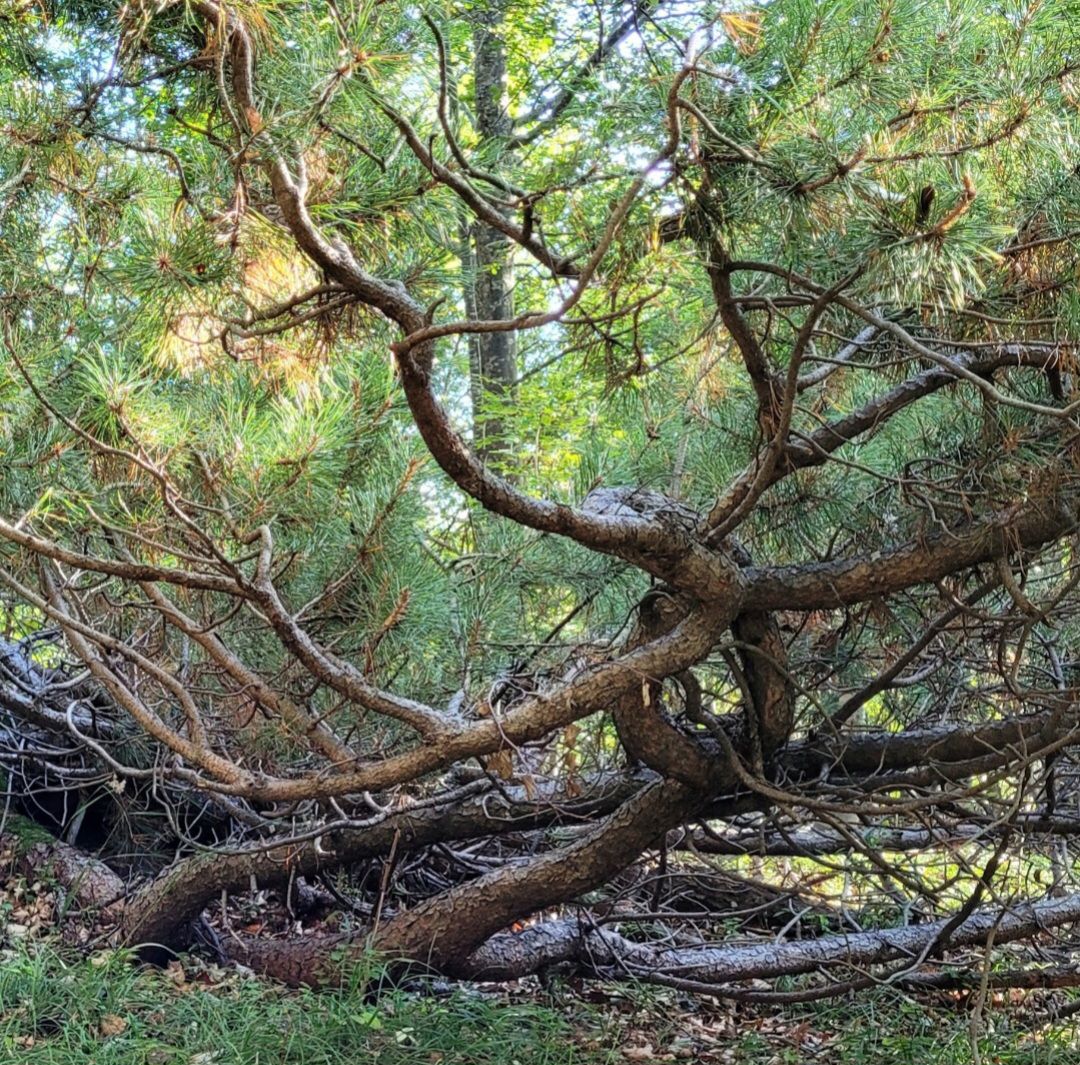 Pino Mugo (Lago nero, Ferriere)