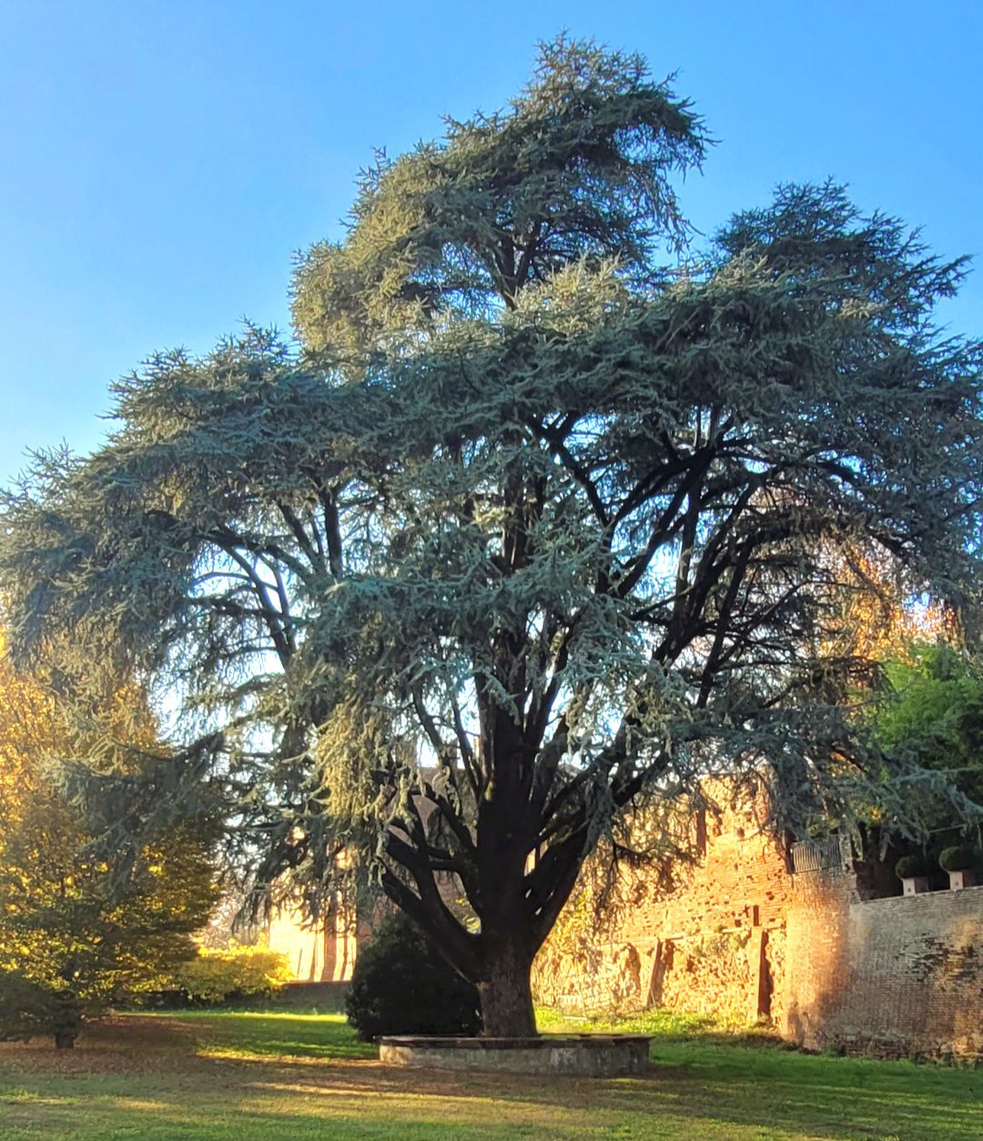 Cedro dell'Atlante (Castello, Sarmato)