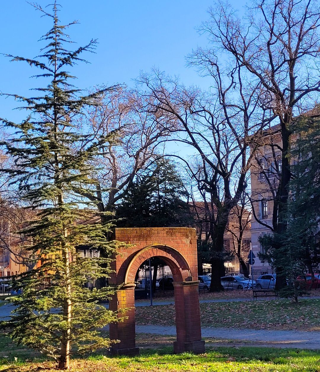Cedro del Libano (Giardini Margherita)