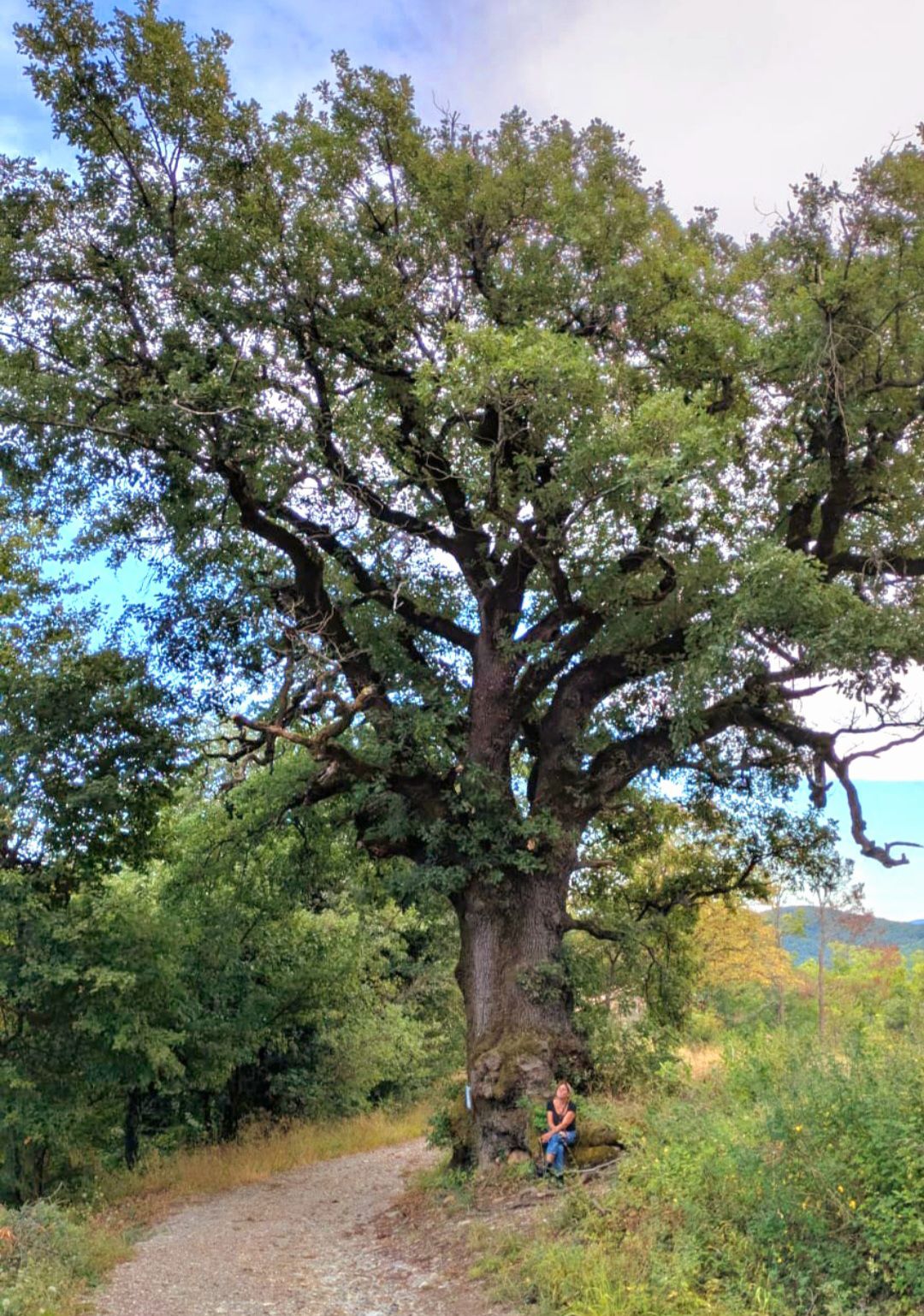 Quercione di Graffiolo (Bettola)
