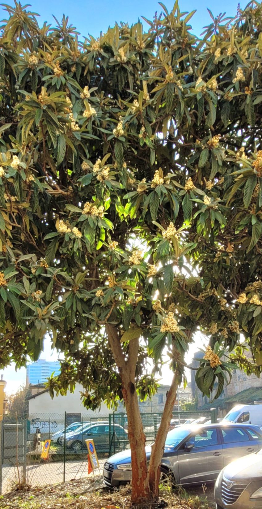 Nespolo in fiore (Via Benedettine, Piacenza)