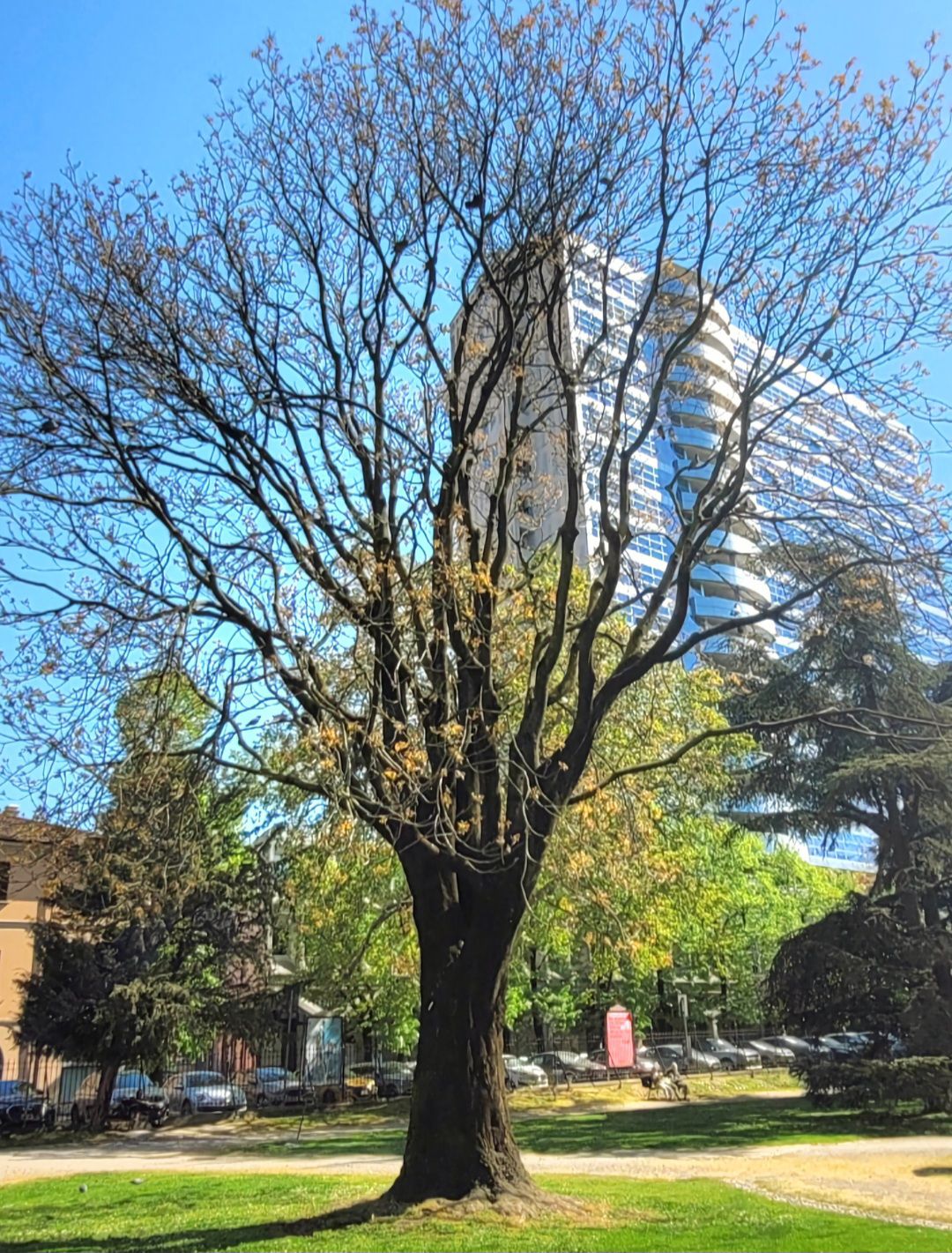 Alianto (Giardini Margherita)