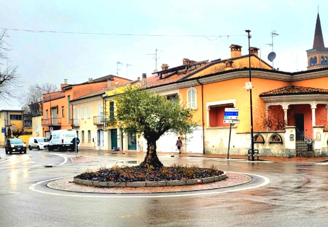 Ulivo (rotatoria, Castelsangiovanni)