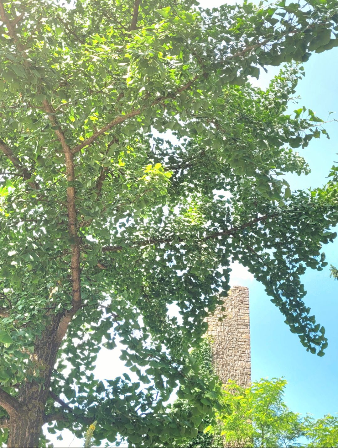 Ginkgo Bilboa (val Luretta)