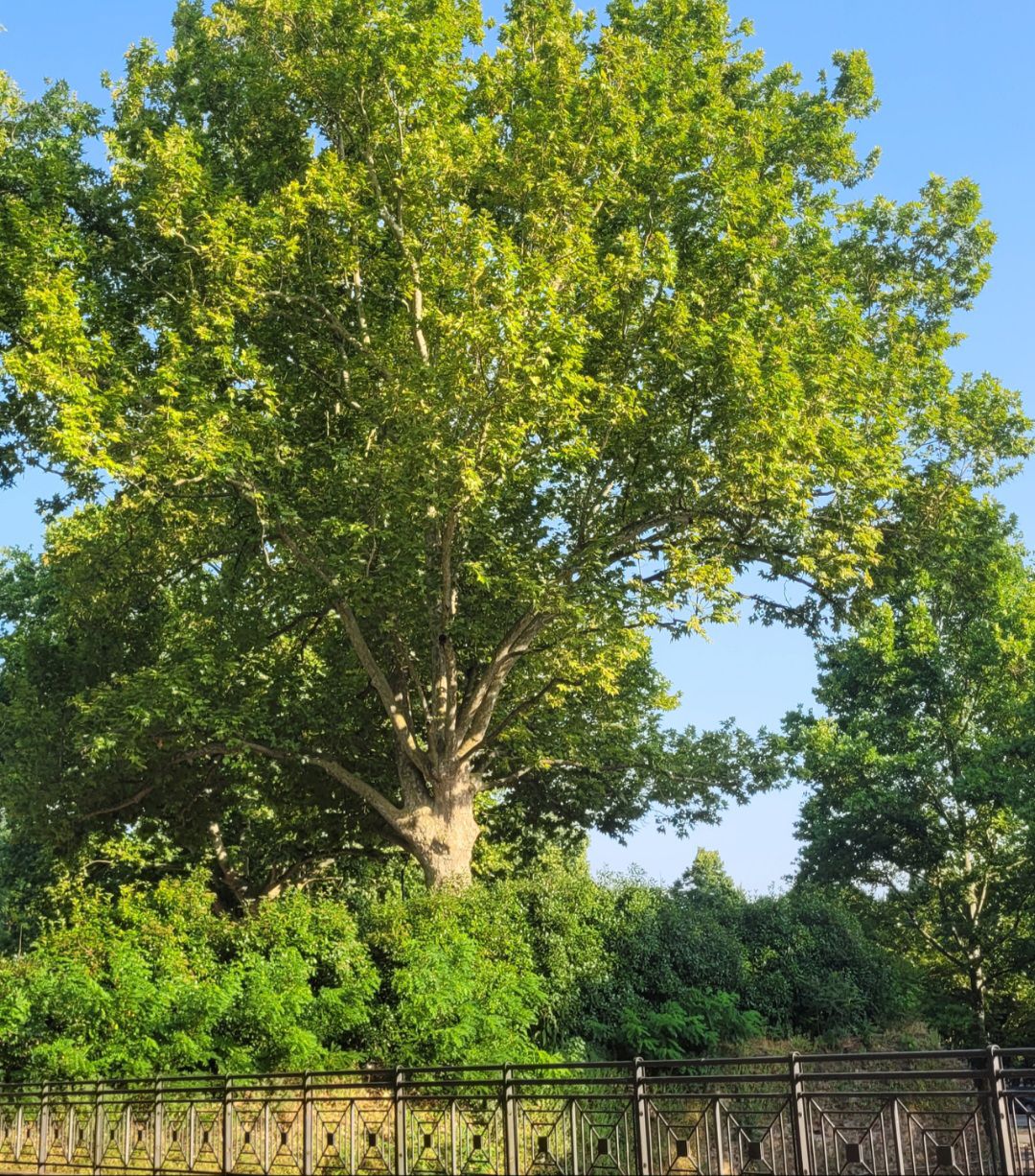 Platano secolare (Pubblico Passeggio)