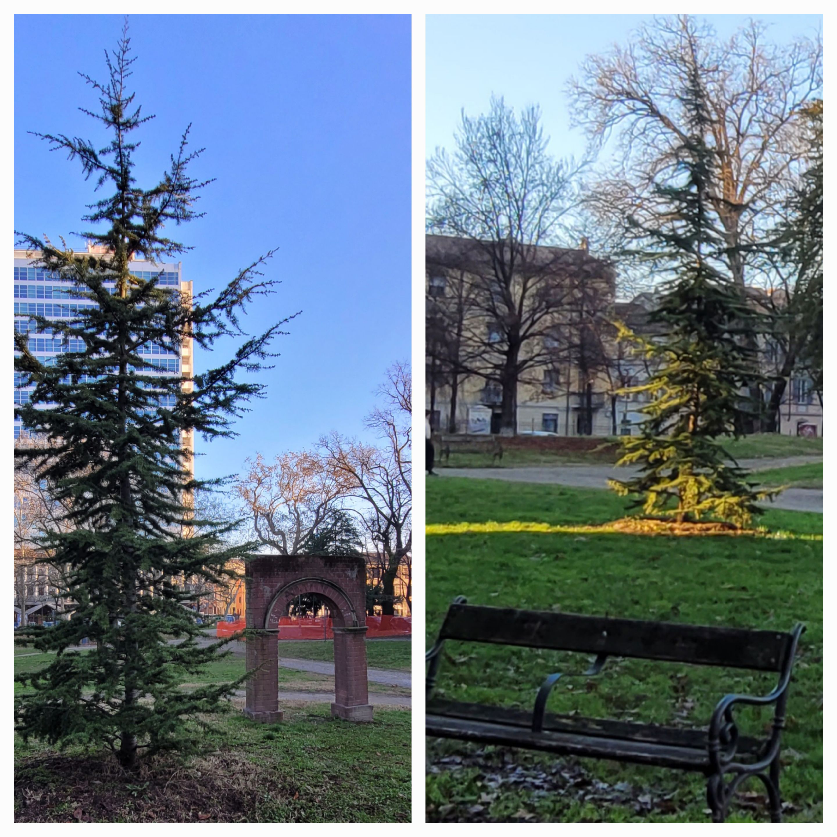 Due piccoli cedri del Libano
