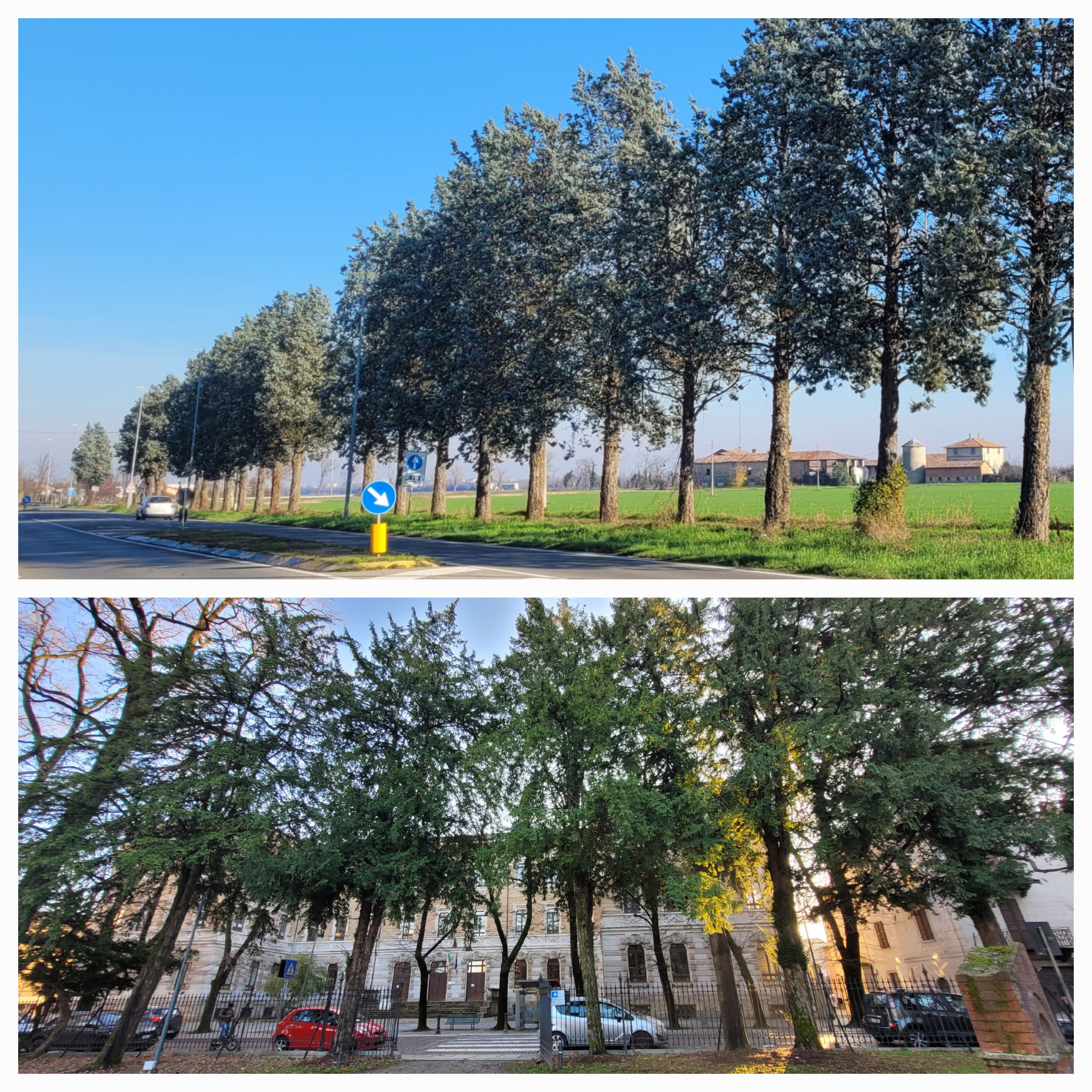 Due filari di alberi