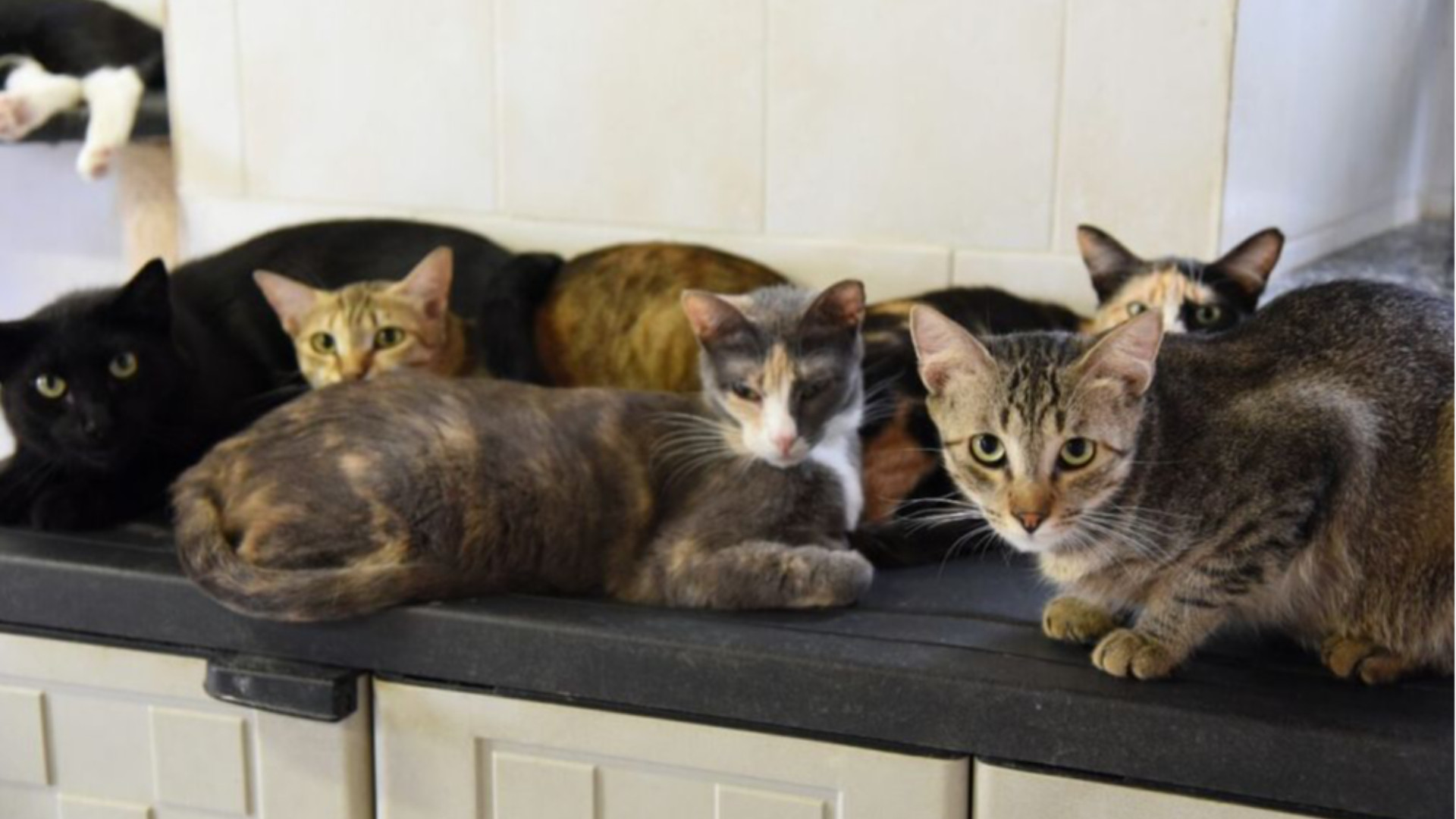 Gatti abbandonati in appartamento, denunciata 40enne cremonese