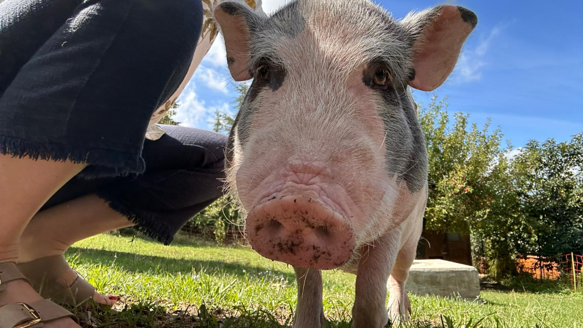 Il maialino Teo, influencer con oltre 500mila visualizzazioni