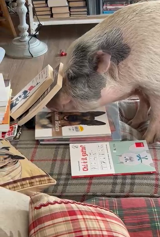 Teo ama un sacco i libri