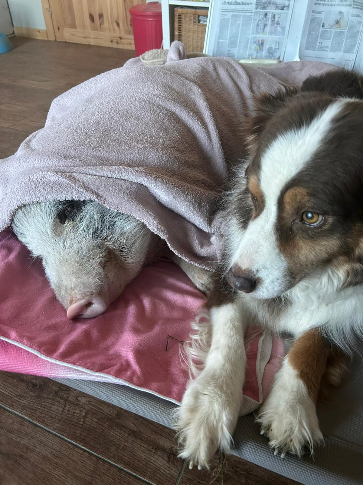 Si diverte un mondo a giocare con la cagnolina Shiva