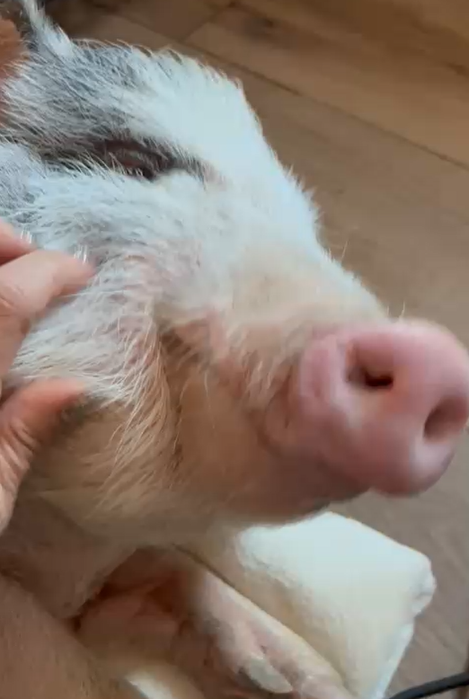 Ama tantissimo le coccole