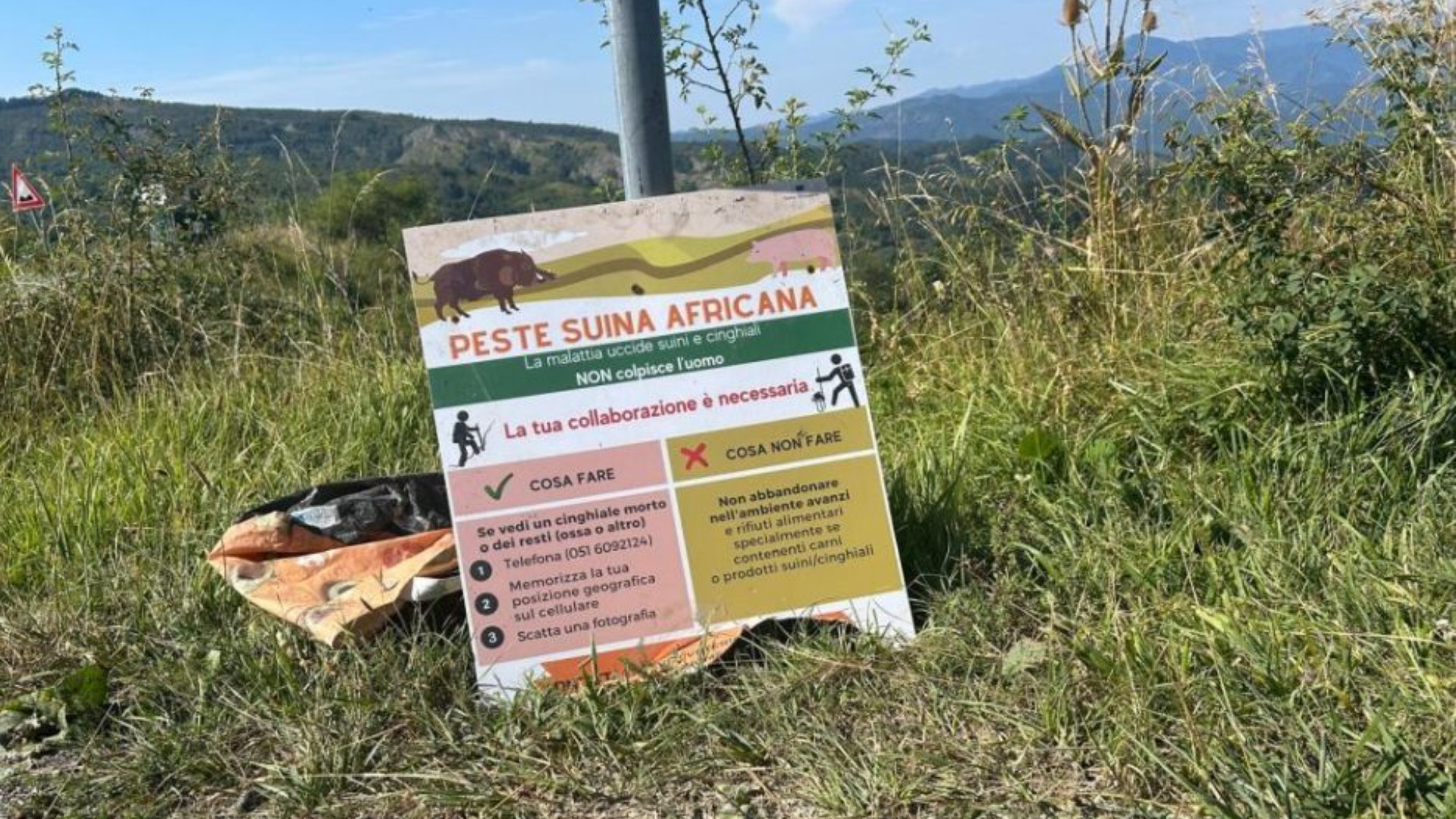 La peste suina resiste, l'Ausl agli allevatori: «Restate in guardia»