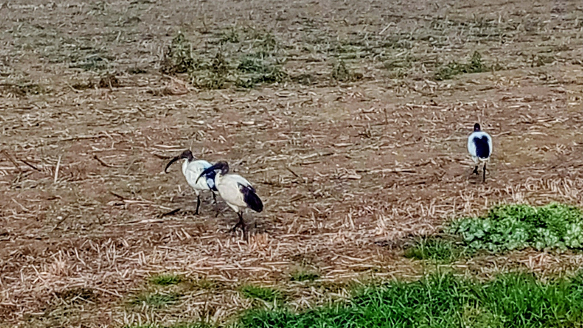 Ibis