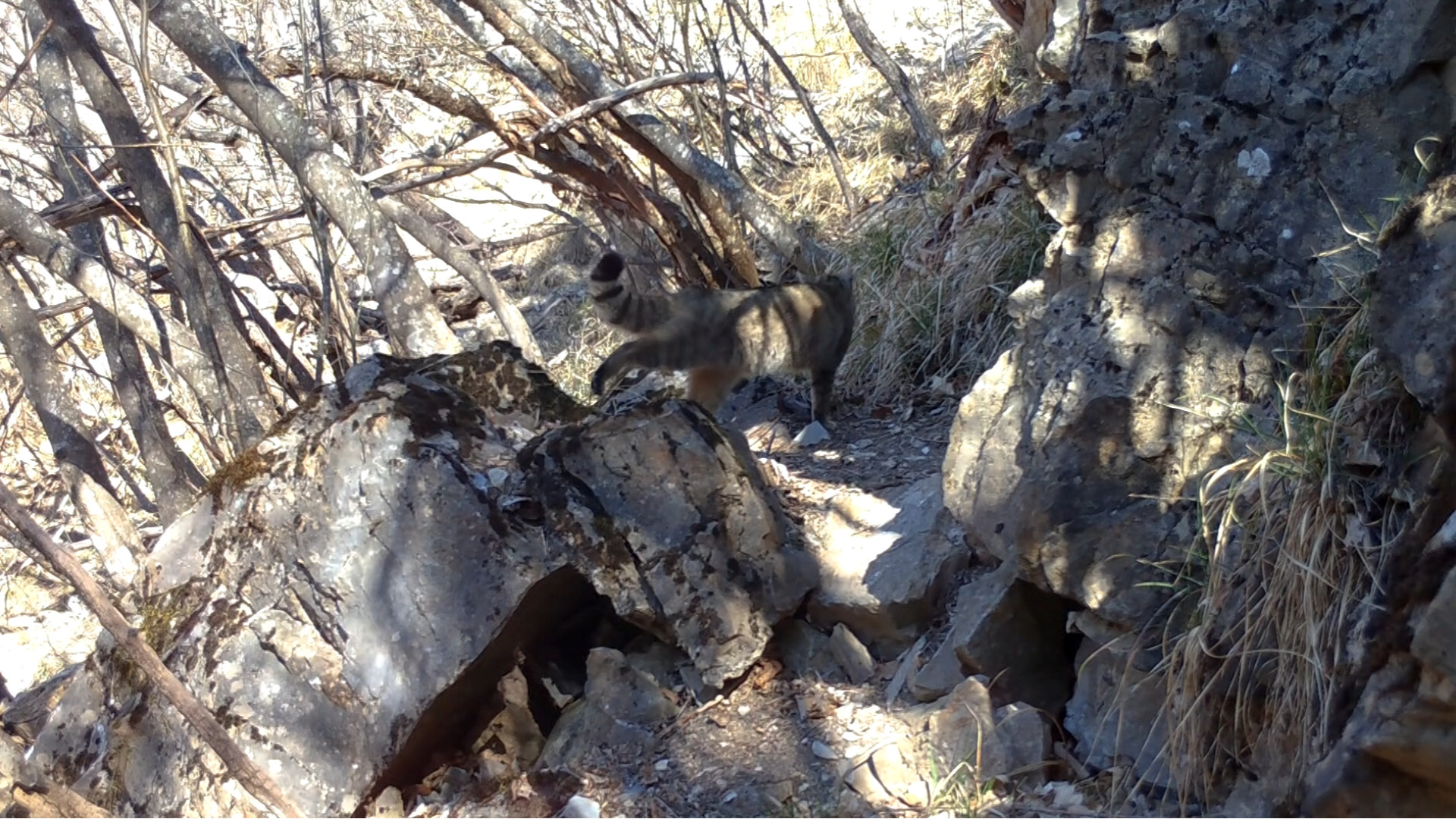 "Gatto Sarvaego": il segreto del felino che vive nei boschi