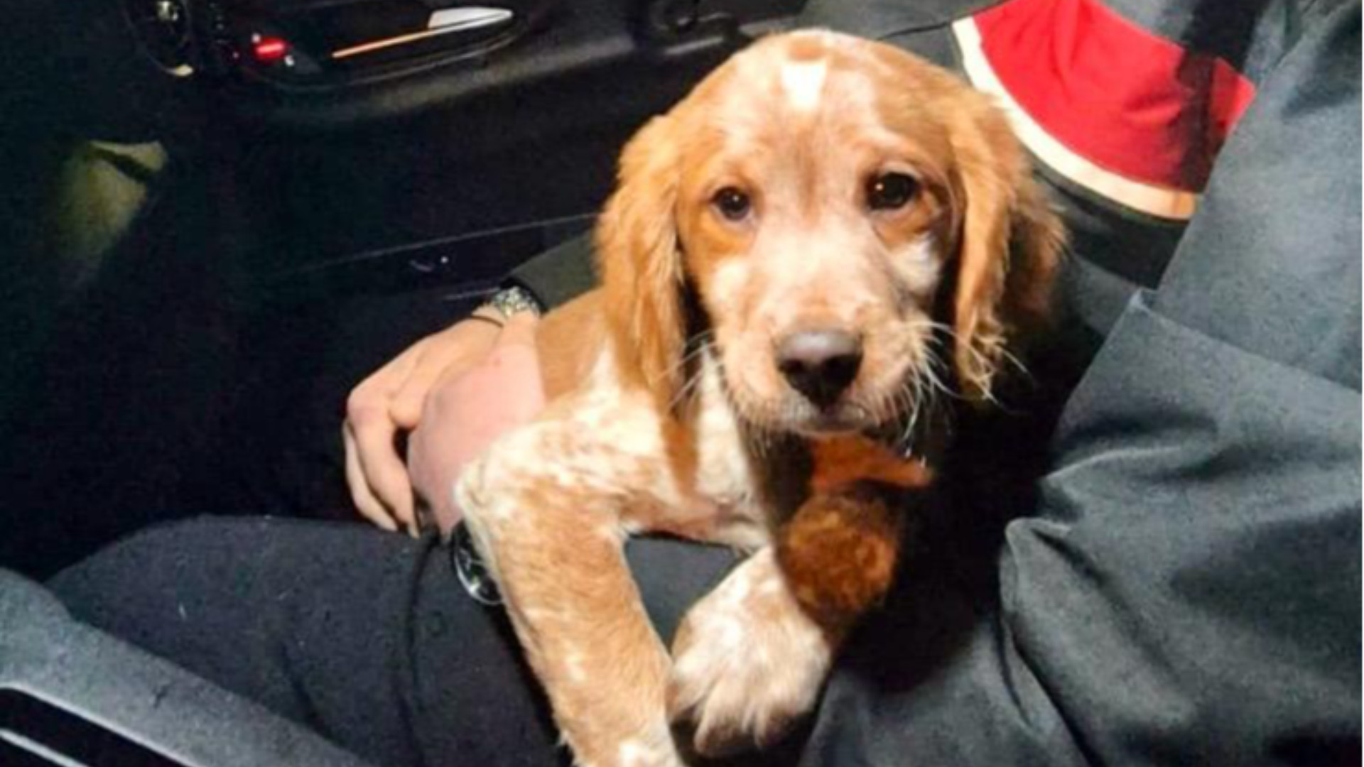 Ruba un cane da un'auto, rintracciato dai carabinieri