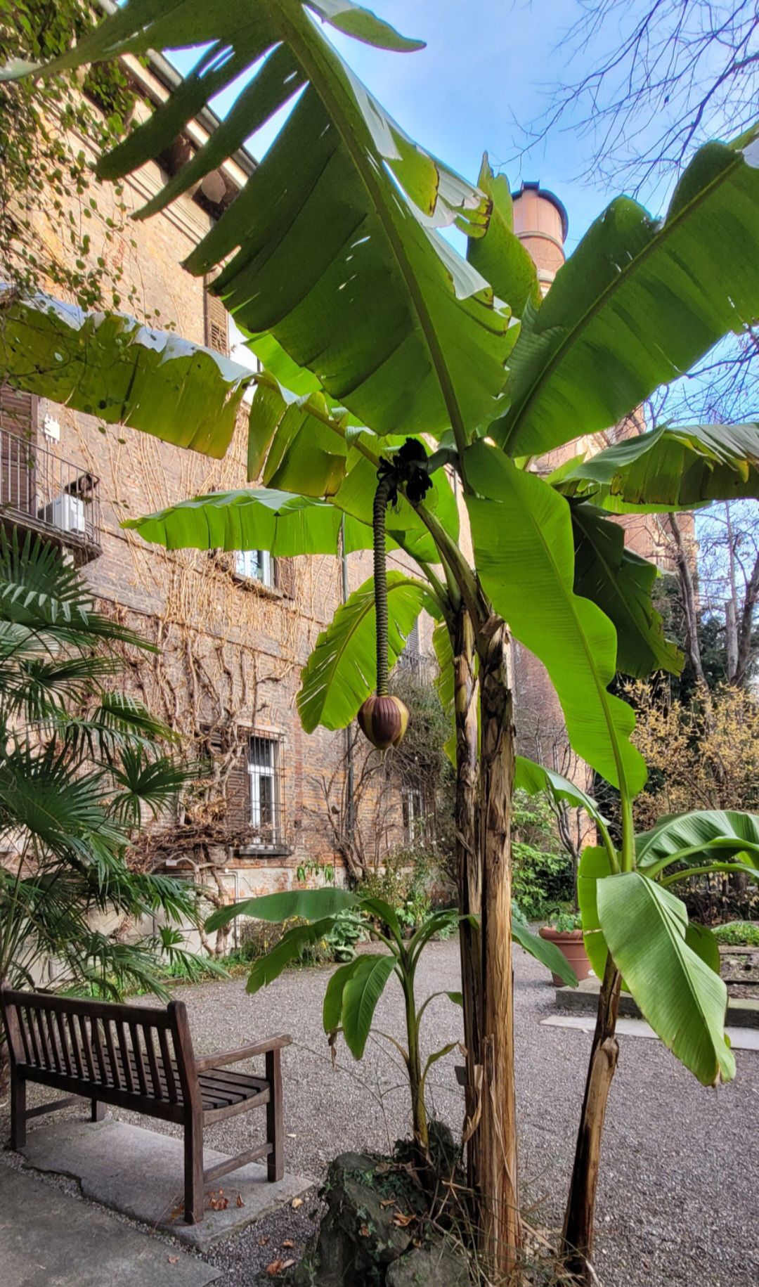 Albero di Banano sempre più diffuso nei giardini delle nostre città, segno di un clima che cambia. Qui all'Orto Botanico di Brera (Milano)