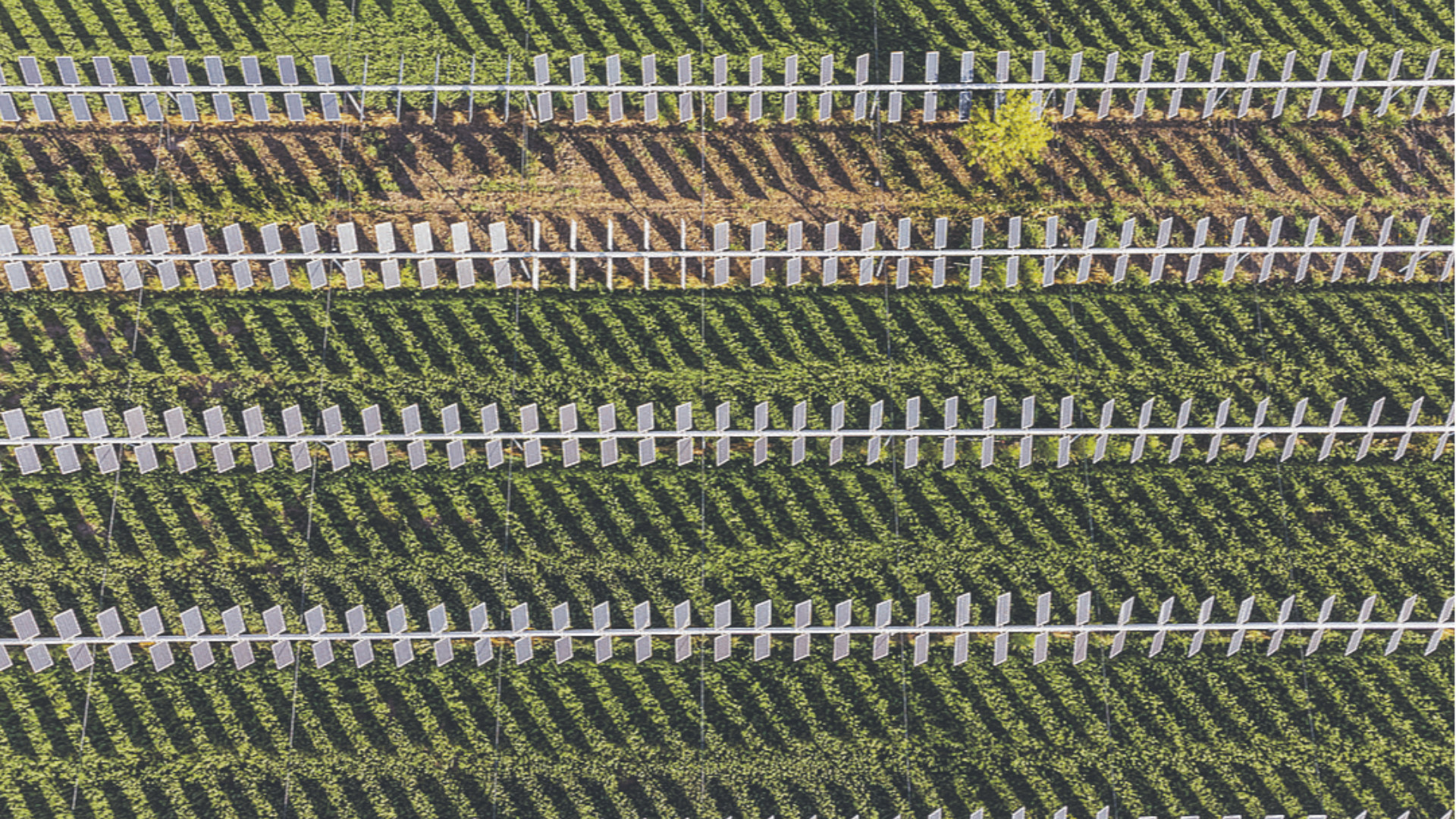 L'immagine del campo agrivoltaico a Monticelli, scattata col drone da Cesare Barilla, terza classificata al concorso fotografico 'Klimahouse' di Bolzano