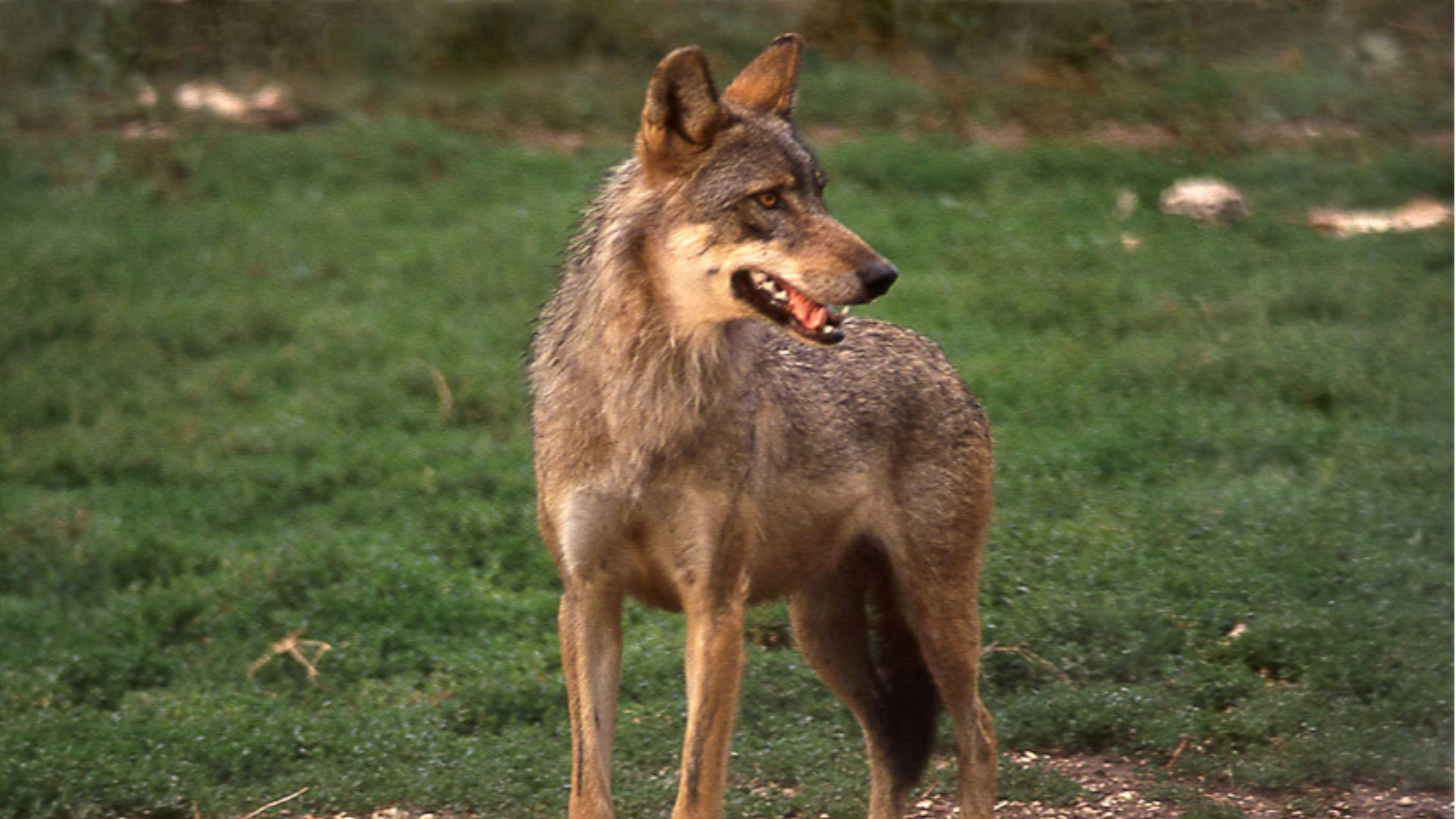 Ipotesi cannibalismo tra lupi, «ma potrebbe essere stato un canide»