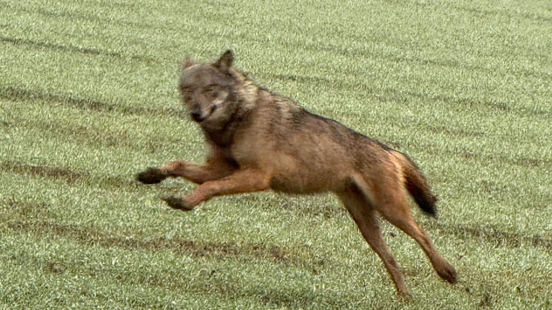 A Nel Mirino lupi e fauna selvatica, come convivere in sicurezza?