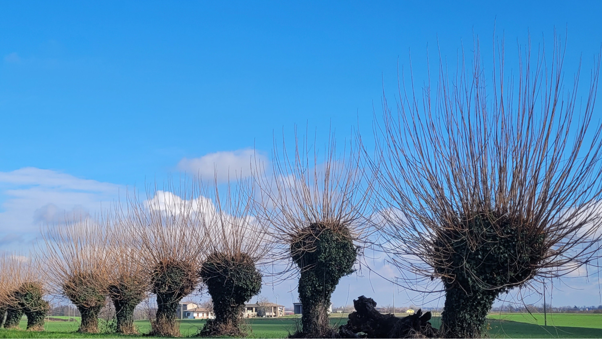 Gli alberi d'inverno tra bellezza, funzione e storie da raccontare